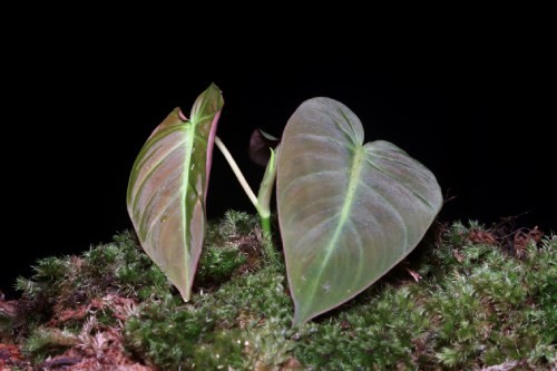 Beautiful Philodendron Micans from Indonesian