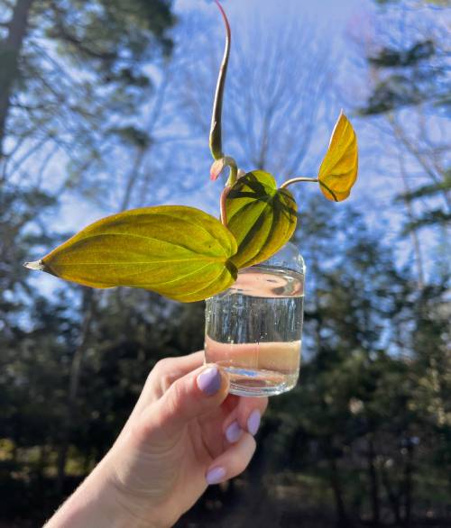 Philodendron Micans Cuttings