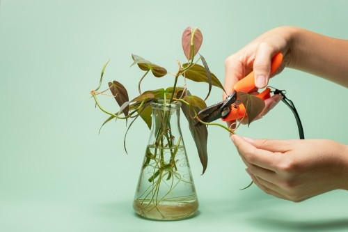 Cutting Philodendron Micans for Water Propagation