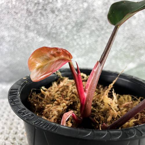 Pink Princess Philodendron Plant
