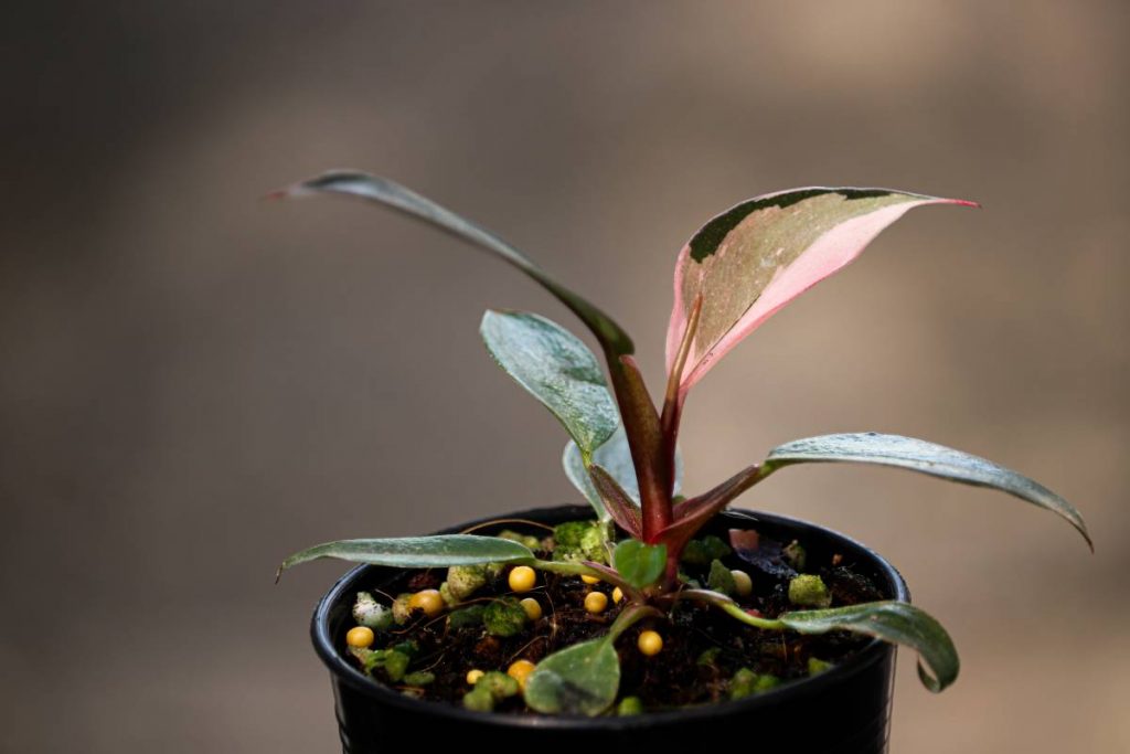 pink princess philodendron