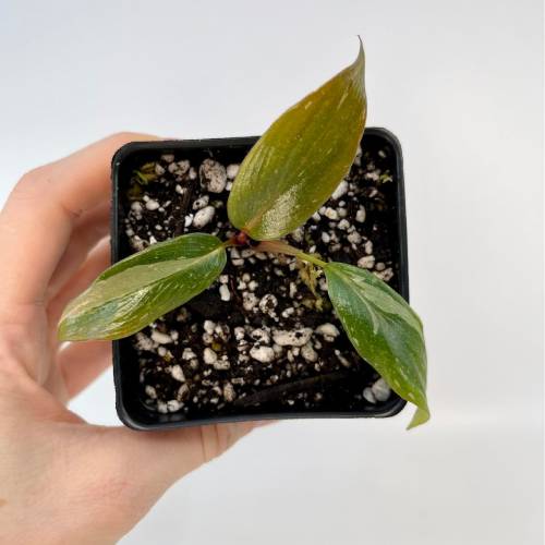 Pink Princess Philodendron Cut
