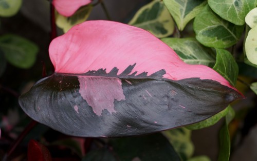 Pink Princess Philodendron Leaf