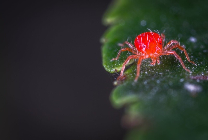 Red Spider Mite