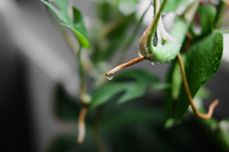 aerial root