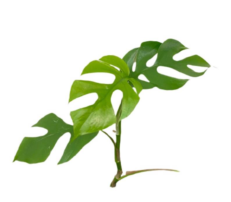 Rhaphidophora Tetrasperma Unrooted Cuttings