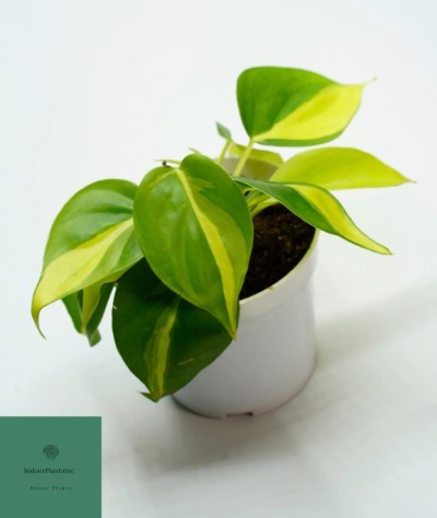 Philodendron Brasil