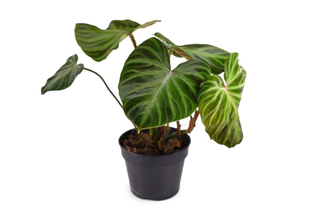 philodendron verrucosum-1