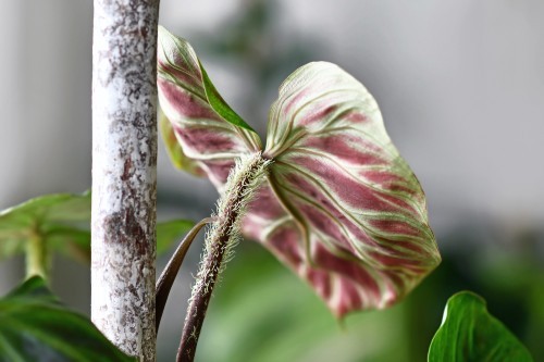 hairy petiole of Philodendron Verrucosum