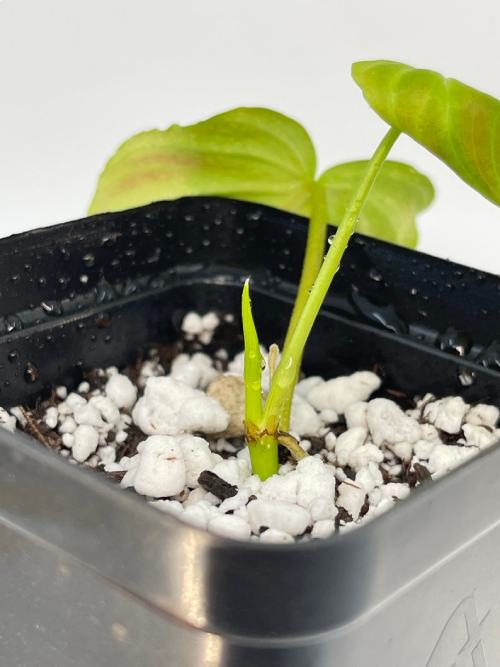  Philodendron Verrucosum Rooted Cutting