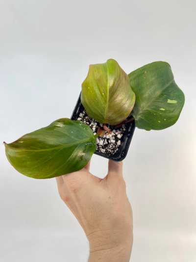 Philodendron White Knight Rooted Cut