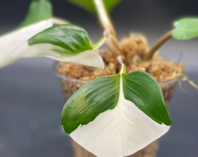 Philodendron White Knight