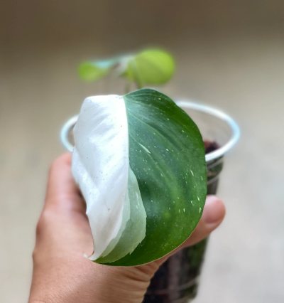 Philodendron White Princess