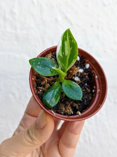 Philodendron White Wizard