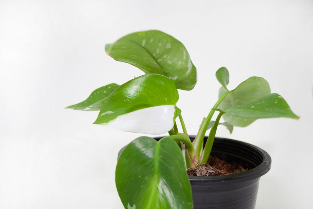 philodendron white prince