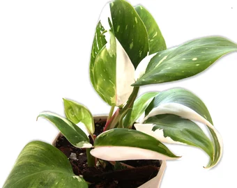 philodendron white prince