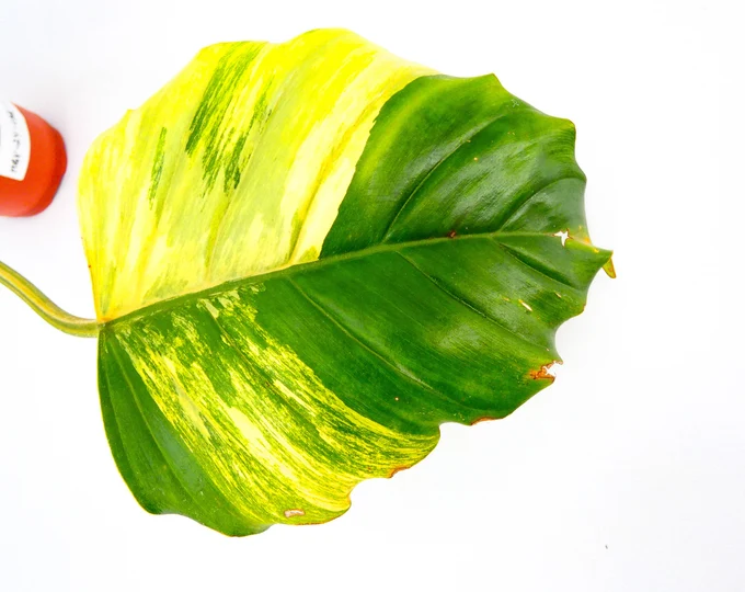 Philodendron Caramel Marble