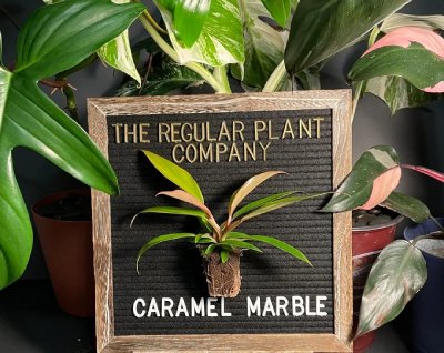 Philodendron Caramel Marble