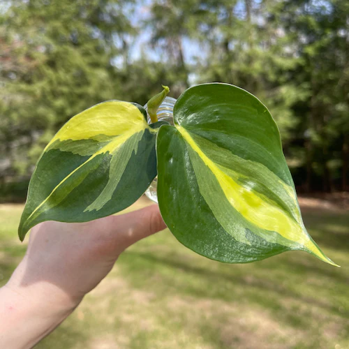Philodendron Brasil
