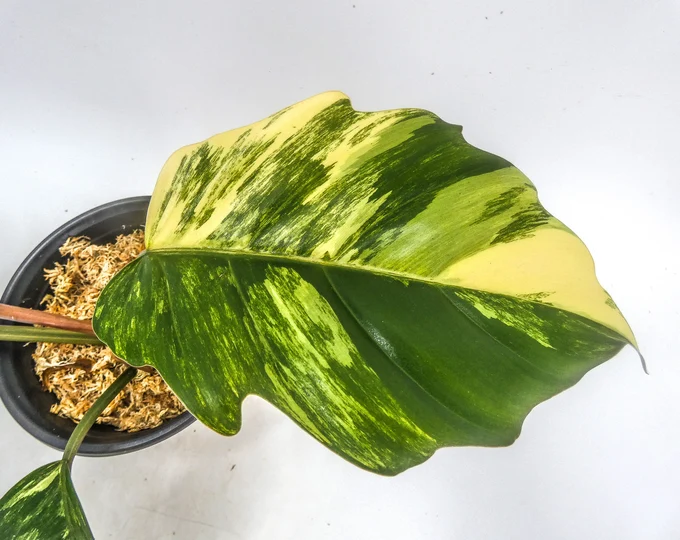 philodendron caramel marble variegated