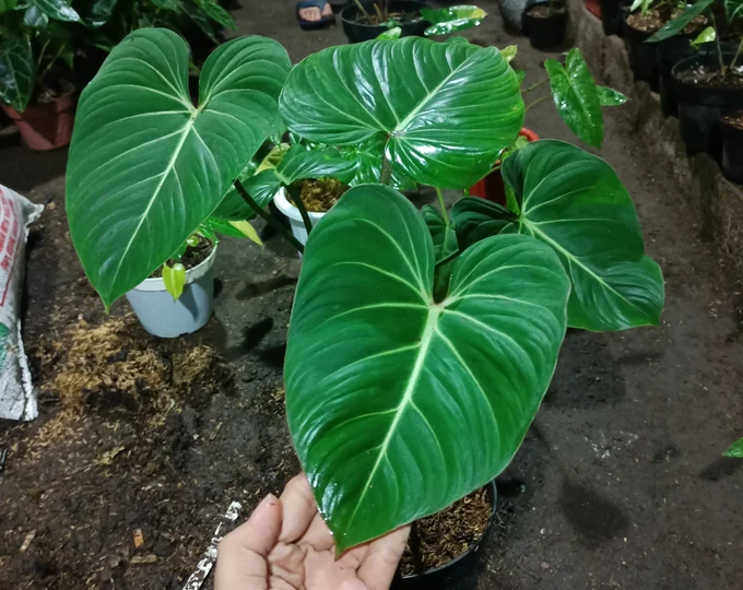 Philodendron Gloriosum
