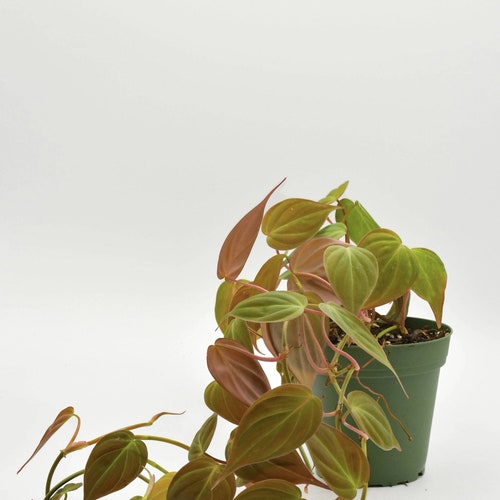 Philodendron Micans