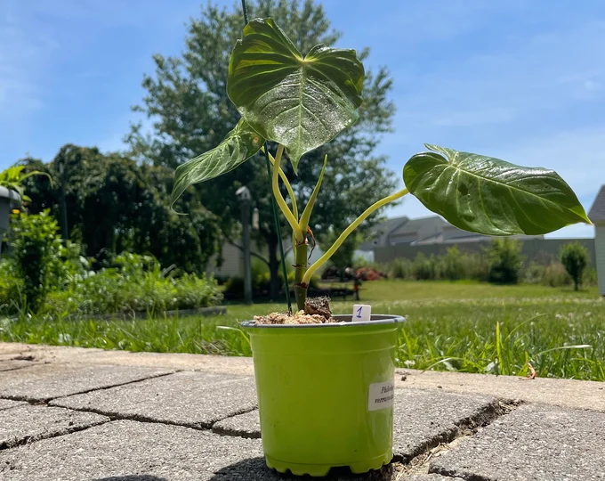Philodendron Verrucosum