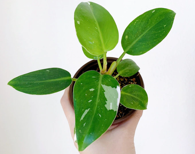 philodendron white prince
