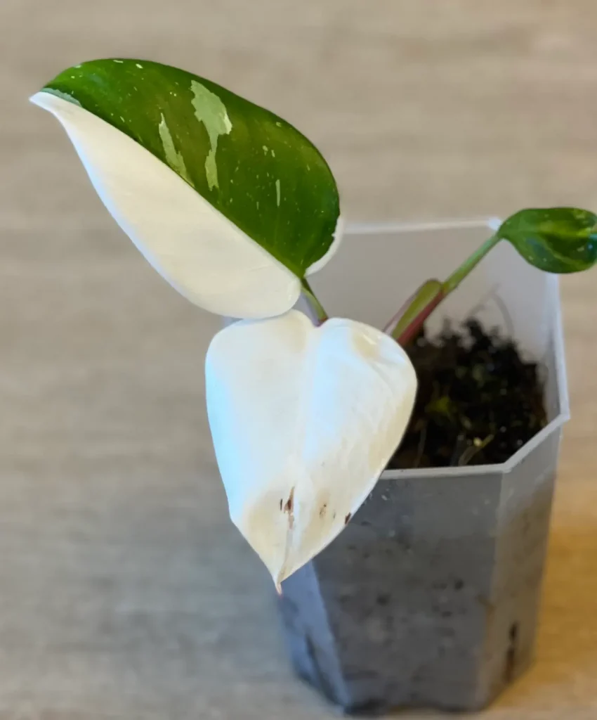 Philodendron White Princess Cutting