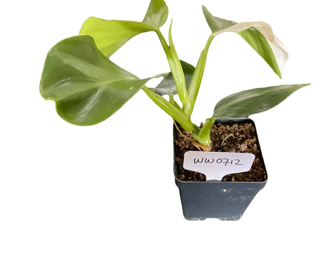 Philodendron White Wizard