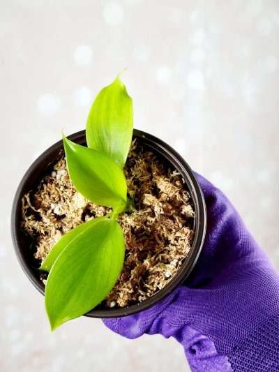 Philodendron White Wizard