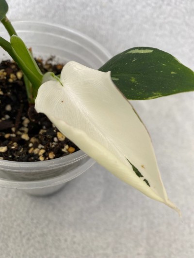 philodendron white wizard variegated