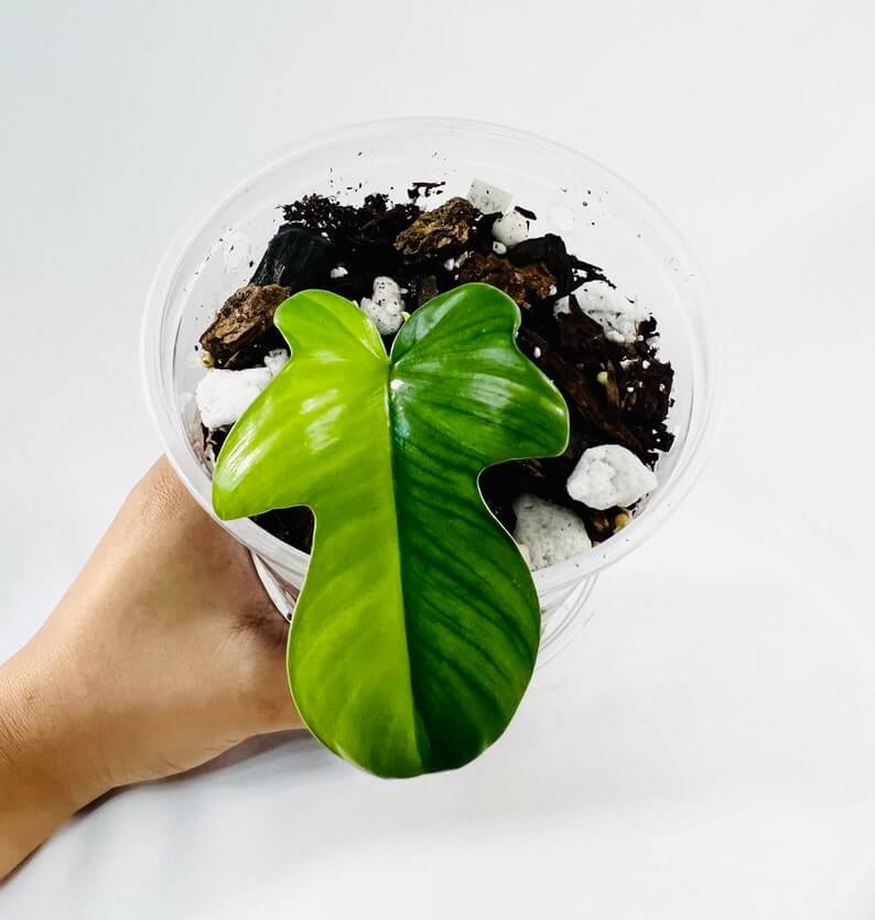 Philodendron Florida Beauty