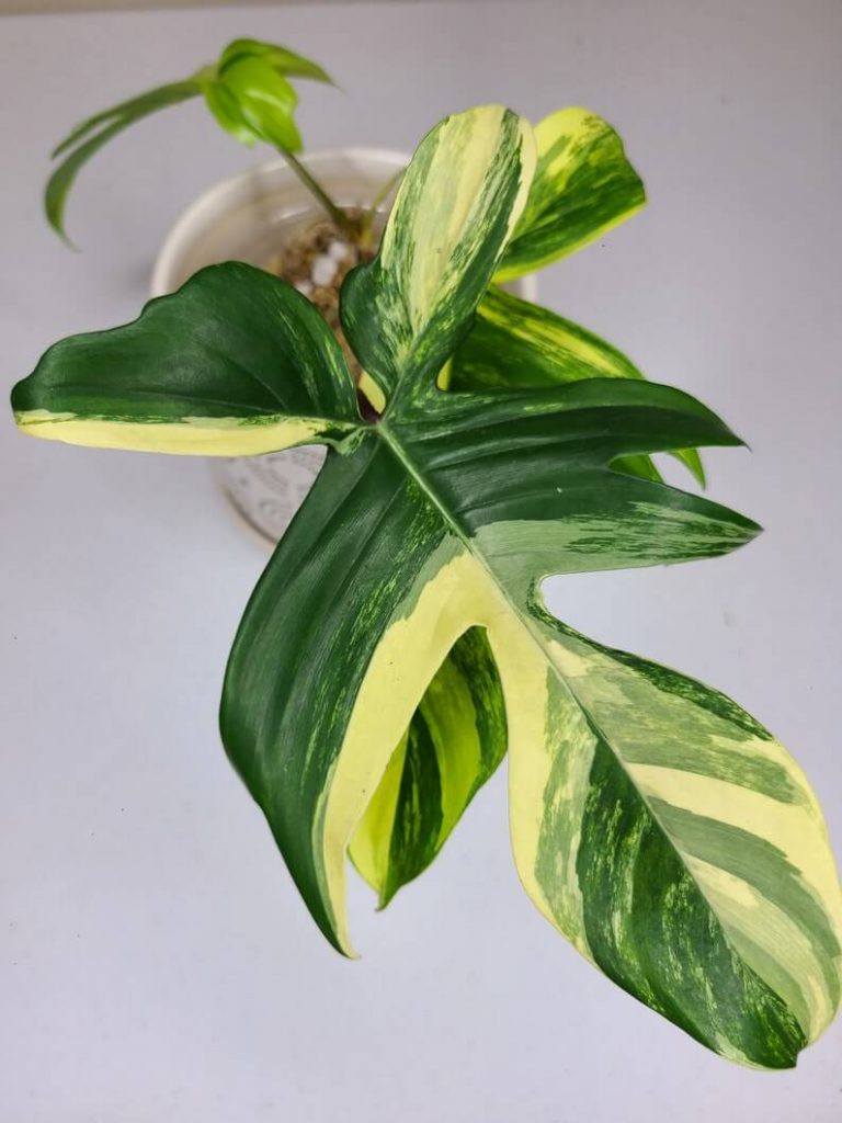 Philodendron Florida Beauty