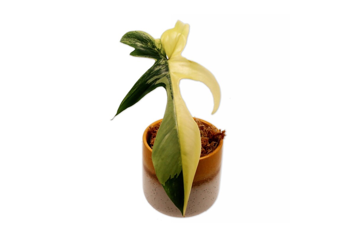 philodendron florida beauty