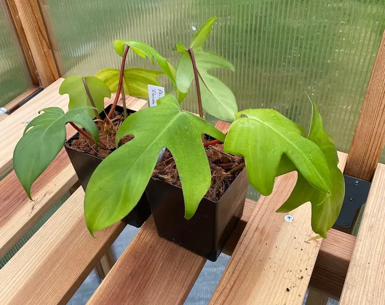 Philodendron Florida Green