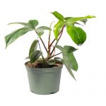 philodendron florida green