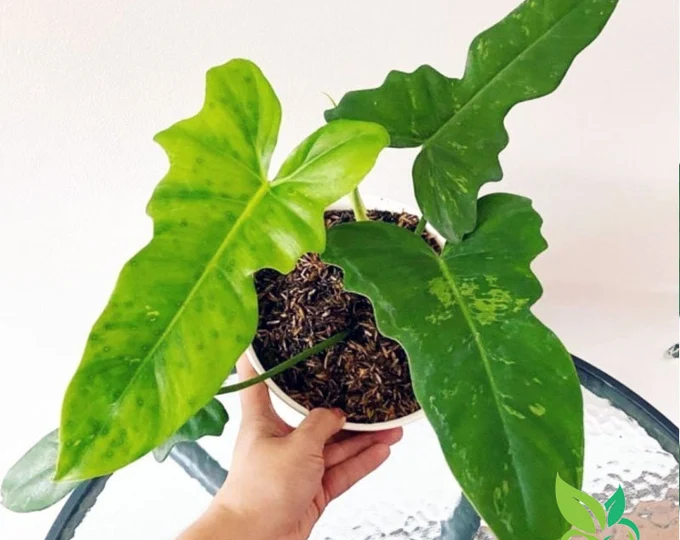 Philodendron Golden Dragon