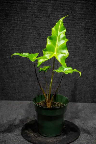 Philodendron Golden Dragon