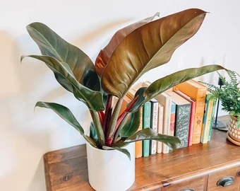 Philodendron Imperial Red