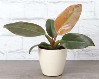 Philodendron Imperial Red