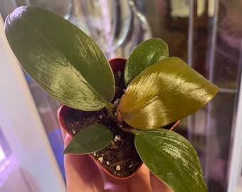 Philodendron Imperial Red Cutting