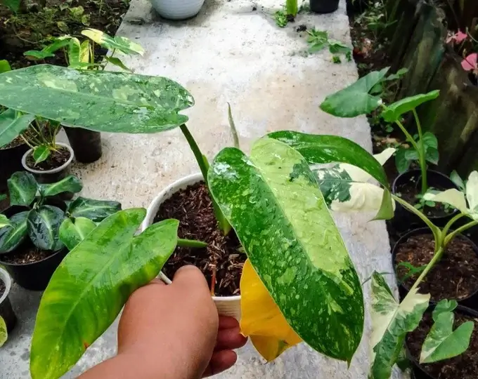 Philodendron Jose Buono