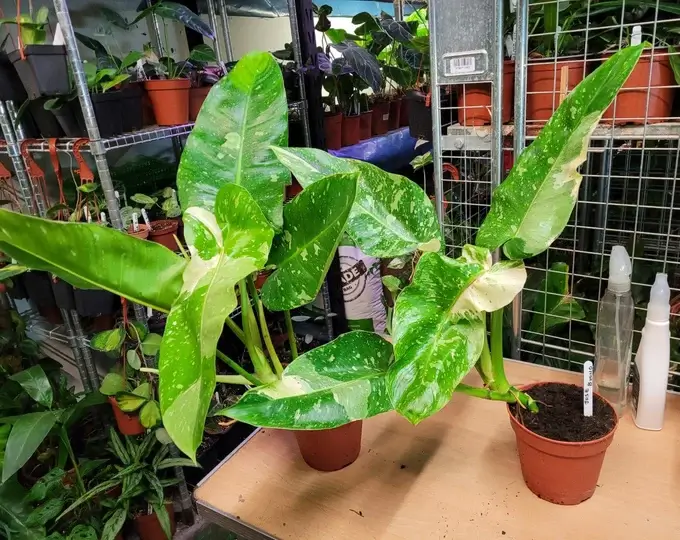 Philodendron Jose Buono