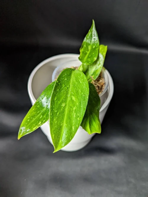 Philodendron Jose Buono