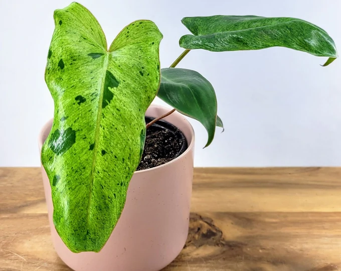 Philodendron Paraiso Verde