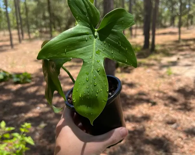 Philodendron Pedatum