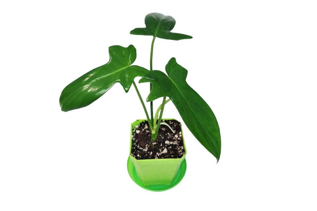 philodendron pedatum