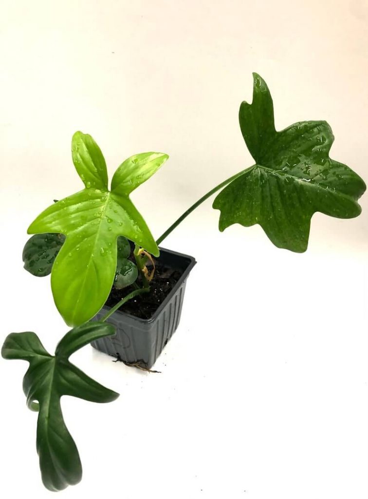 Philodendron Pedatum