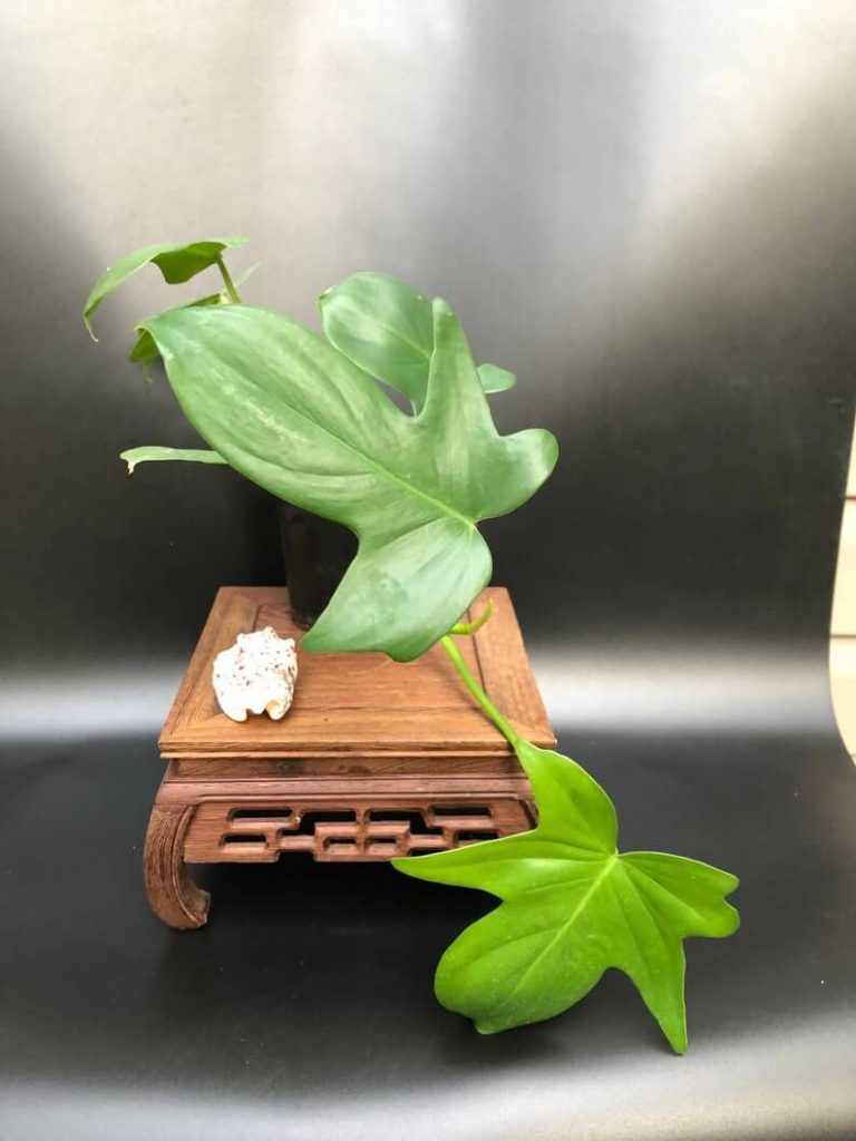 Philodendron Pedatum